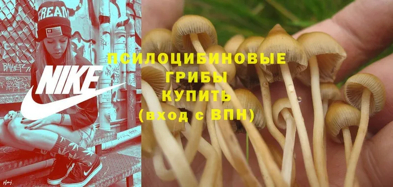 omg сайт  Медынь  Псилоцибиновые грибы Psilocybe  цена наркотик 